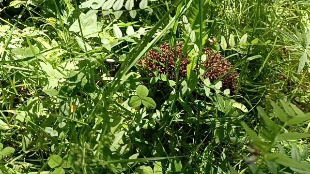 Встреча с ëжиком 🦔 смотреть онлайн