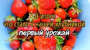 В итоге, что стало с нашей клубникой! Первый урожай.
