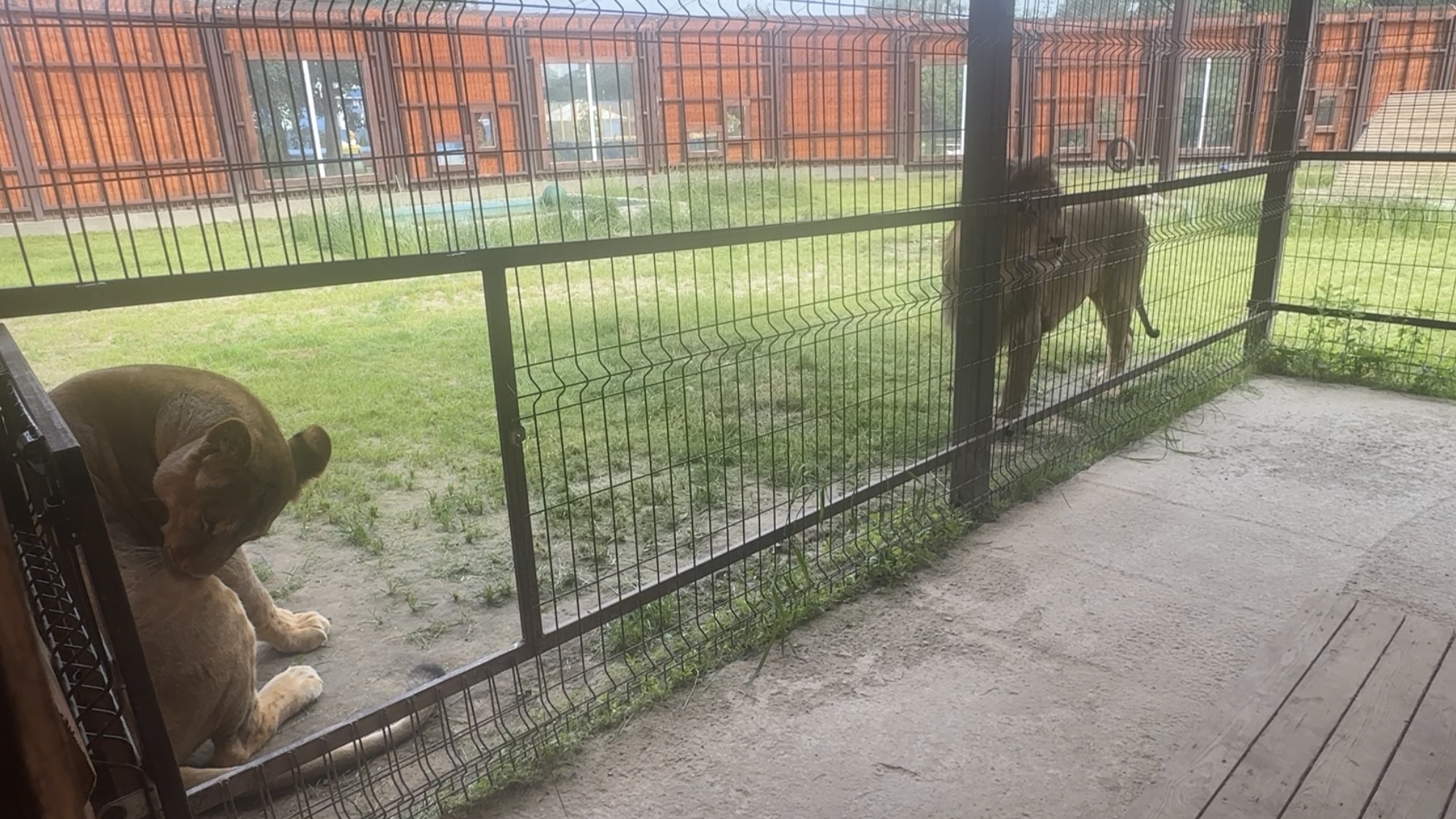 Дама ещё не готова к близкому знакомству,а Шерхан молодец и все понимает смотреть онлайн