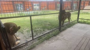 Дама ещё не готова к близкому знакомству,а Шерхан молодец и все понимает