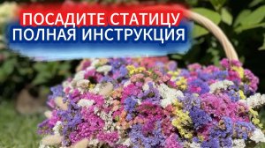 Посадите стацицу! Эти цветы - яркий сухоцвет для зимних букетов