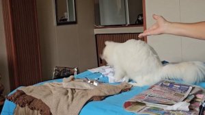 Я бы с ним не спорила, мало ли что... Криминальный авторитет не хочет расставаться! Бали. Убуд.