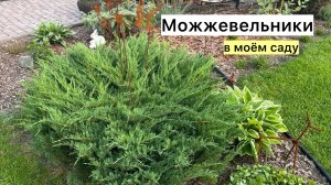 Прогулка по саду! Обзор хвойных!