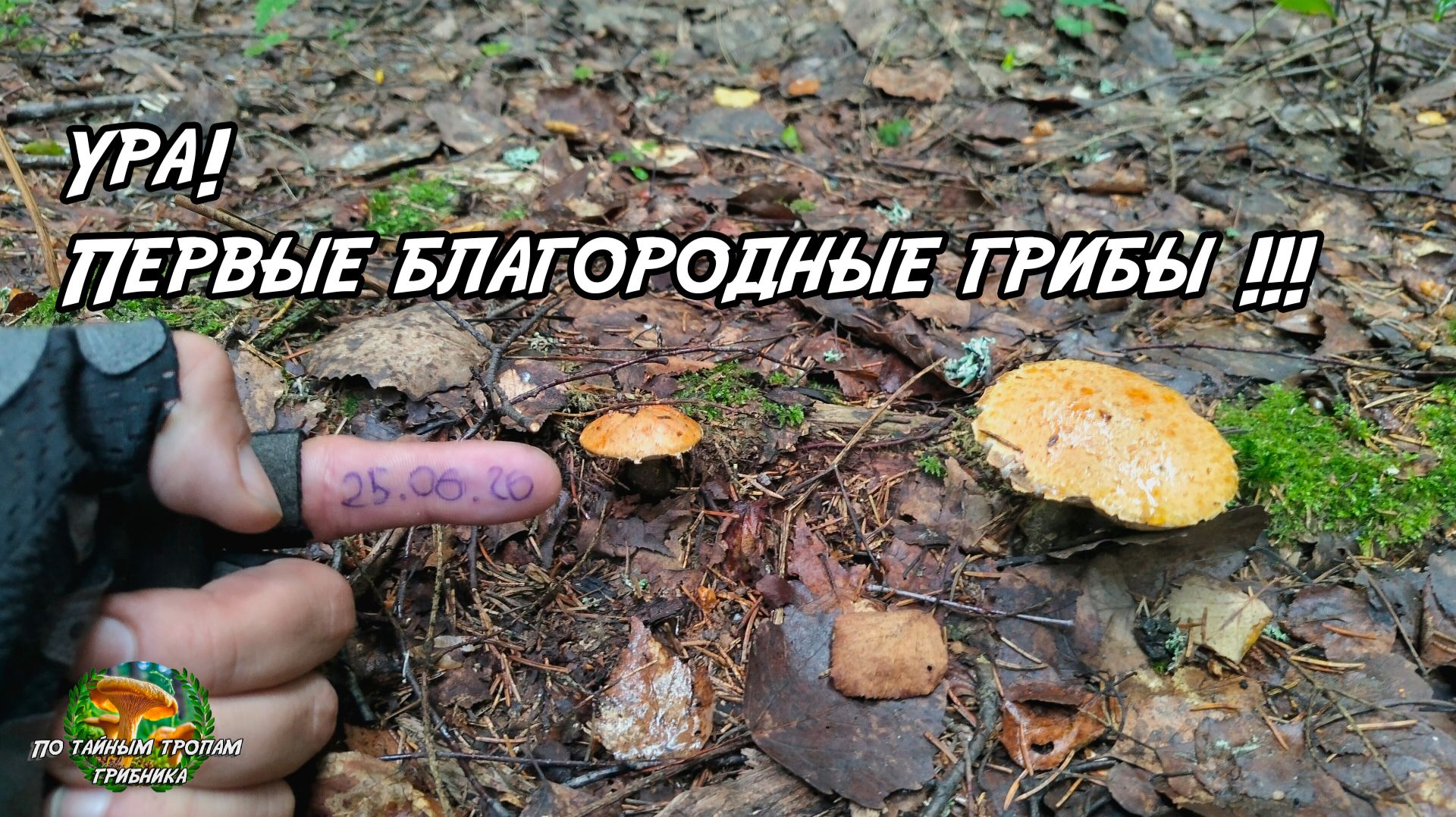 Ура! Первые благородные грибы!!! 25.06.26 смотреть онлайн