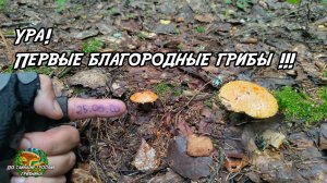 Ура! Первые благородные грибы!!! 25.06.26