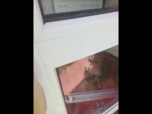 Покрасил забор+разлил краску!