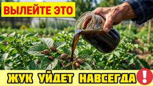 Это стоит копейки - а жук пропадает навсегда! Два ингредиента, которые есть у каждого дома!