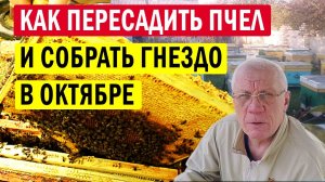 Как подготовить пчел к зиме? Работы на пасеке в октябре.