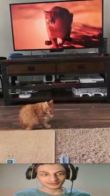Коты против Телевизоров