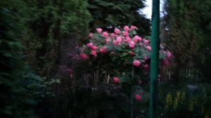 Розы в ночи..Какоооое чудо!!!🌺🌺🌺