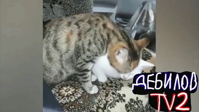 ДЕБИЛОВ ТВ 2 (13)