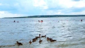 Пляж 26 июня, уточки плавают