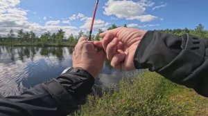 Рыбалка на Таежной ламбушке. Первый тест спиннинга нано джиг по окуню