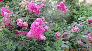 Цветы в Таганроге 2026 г. Муз. П.Мориа Mamy  blue