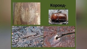 Короеды/гороеды. Пещеры и кто их создал?