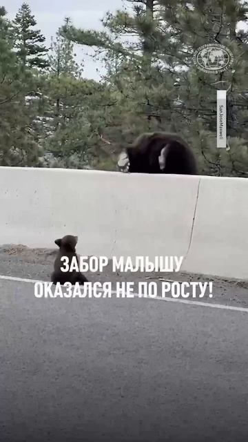 Это видео заставит вас поволноваться! Случай произошёл недалеко от озера Тахо #shorts #медведи