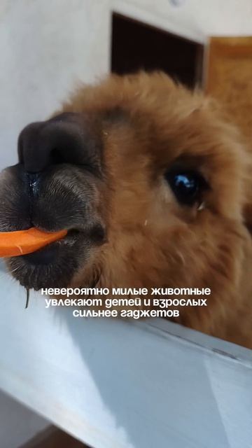 Ферма, где улыбаются все смотреть онлайн
