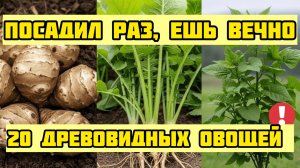 Эти 20 овощей растут как фруктовые деревья! Посадил один раз, ешь навсегда!