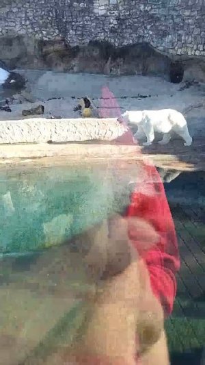 Белый медведь