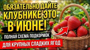 СДЕЛАЙТЕ ЭТО СЕЙЧАС — и соберёте в 2 раза больше клубники! Секрет подкормки во время плодоношения