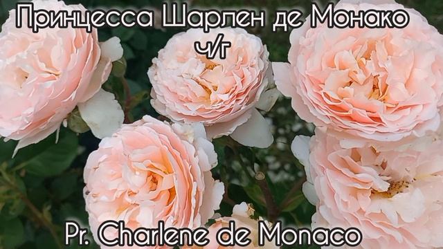 1001 роза. Релакс смотреть онлайн