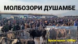 Молбозори Душамбе Ленски букахои Фарбех то 1200килограм февраля 2022 г.