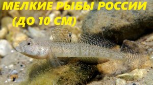 Мелкие пресноводные рыбы России. Обзор видов размером до 10 см.