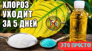 ПОЧЕМУ ЖЕЛТЕЮТ ЛИСТЬЯ? Железный хлороз решается просто, цена – копейки🔥