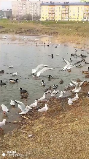 Птичий стан.
