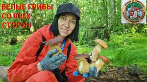 Белые грибы(!)со всех сторон. Продолжаем разведку лесов. Грибная банда