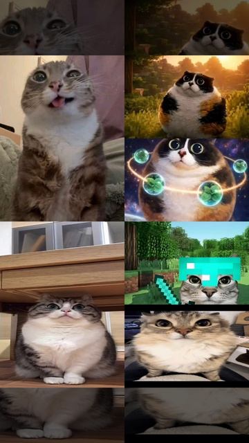 котость
