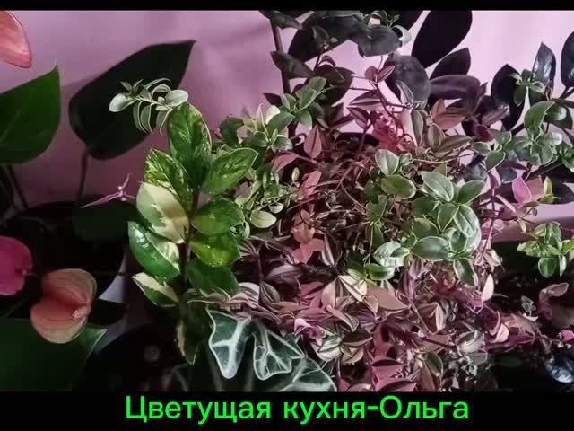 О цветах . количестве, поливе .🌸замиокулькас вариегатные,Алоказия,традесканции,антуриумы.санса.