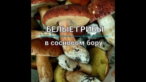 Много белых грибов в сосновом бору. Не ожидал столько найти.