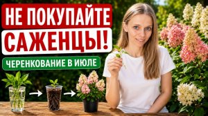 Из ОДНОЙ веточки — НОВЫЙ КУСТ! Что черенковать в июне-июле и как не загубить черенки