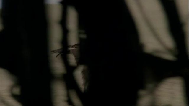 Фантагиро, или Пещера золотой розы 2 - часть 2 | Fantaghirò 2 (1992)