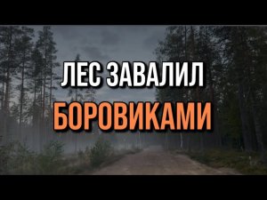 💥💣ЛЕС ВЗОРВАЛСЯ БОРОВИКАМИ! ЭТО НАДО ВИДЕТЬ! Грибы 2025