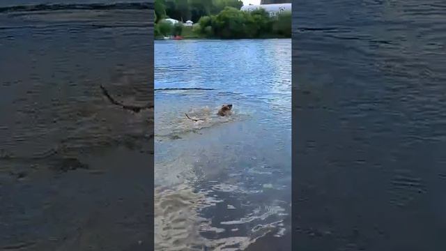 rutube.ru