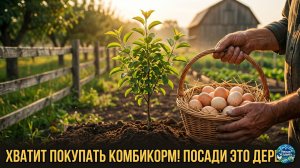 Забудьте про дорогой комбикорм: семь деревьев, которые бесплатно прокормят вашу скотину