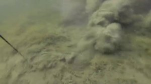 Подводная охота. Амуры.