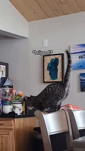 КОГДА КИС-КИС РЕШАЕТ ВСЁ 😂 Сила убеждения для котов 🐱 Угар 2026