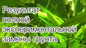 Результат полной замены грунта на пропант в 20 литровом аквариуме .