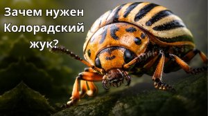 Колорадский жук — ошибка природы или скрытый механизм?