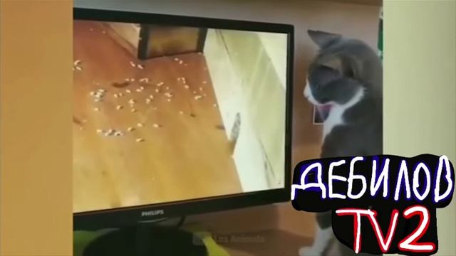 ДЕБИЛОВ ТВ 2 (14)