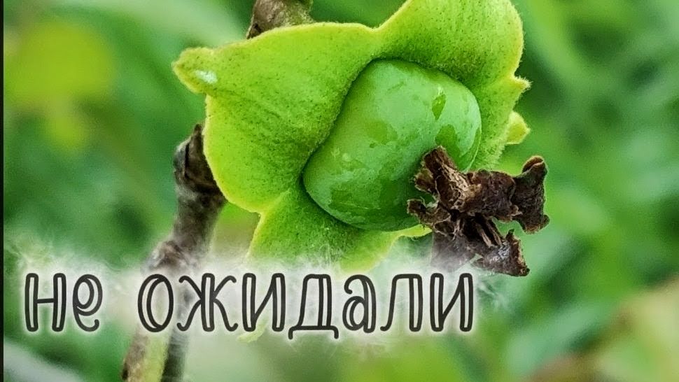 Любовалась дикими травами и увидела плоды на ХУРМЕ😳, мы не ожидали 😃👍🔥