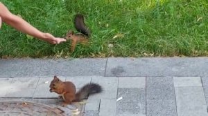 Ручные белки в парке г.Москва