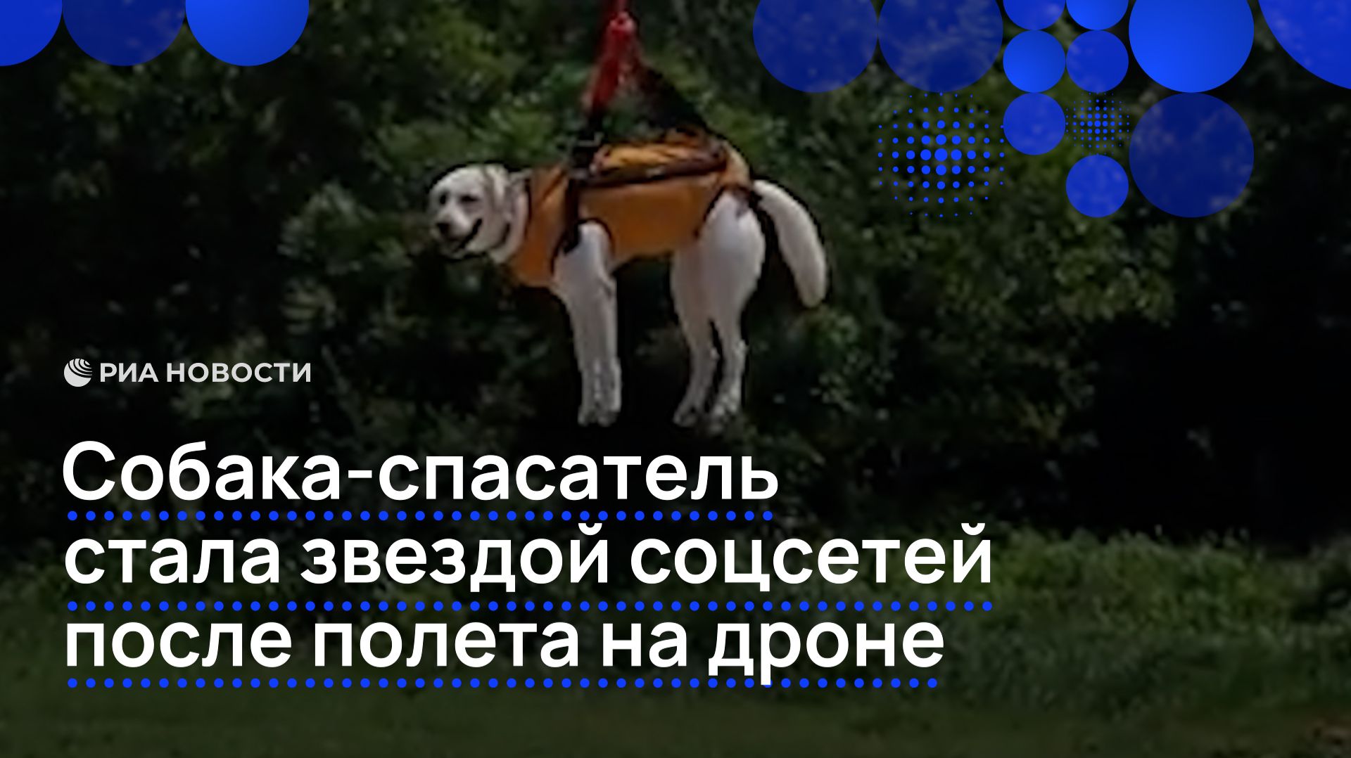Собака-спасатель стала звездой соцсетей после полета на дроне смотреть онлайн