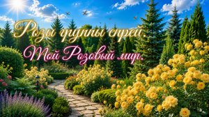 Прекрасные розы группы спрей.