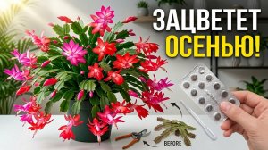 СДЕЛАЙ ТАК С ДЕКАБРИСТОМ ЛЕТОМ и даже самый слабый куст зацветет осенью