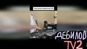 ДЕБИЛОВ ТВ 2 (5)