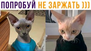 Попробуй не засмеяться! У меня не вышло)) Приколы с котами